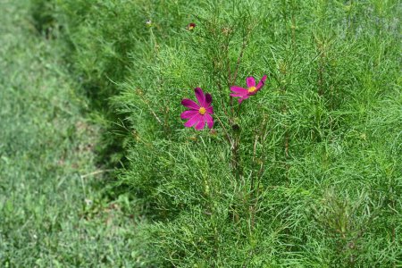Téléchargez les photos : Fleurs violettes étonnantes poussant dans le jardin - en image libre de droit