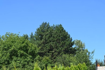 Photo for Green trees on blue sky background - Royalty Free Image