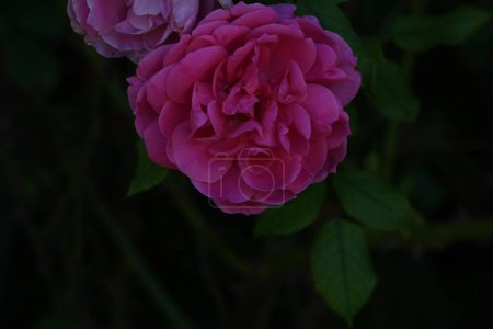 Foto de Increíble rosa flores que crecen en el jardín - Imagen libre de derechos
