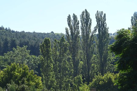 Foto de Árboles verdes sobre fondo azul del cielo - Imagen libre de derechos