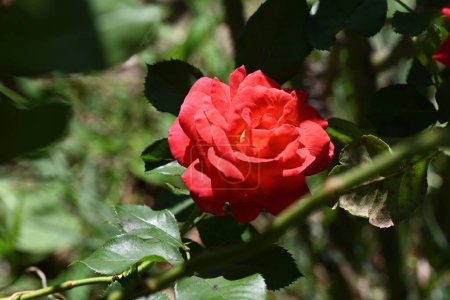 Téléchargez les photos : Fleurs roses rouges étonnantes poussant dans le jardin - en image libre de droit