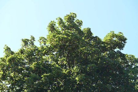 Foto de Árboles verdes sobre fondo azul del cielo - Imagen libre de derechos