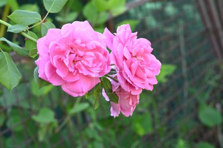 Téléchargez les photos : Fleurs roses étonnantes poussant dans le jardin - en image libre de droit