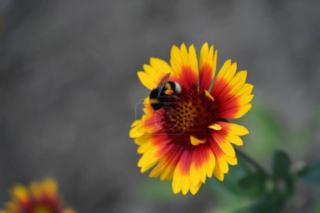 Téléchargez les photos : Abeille sur belle fleur dans le jardin - en image libre de droit