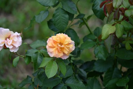 Foto de Hermosas rosas flores que crecen en el jardín en verano día soleado - Imagen libre de derechos