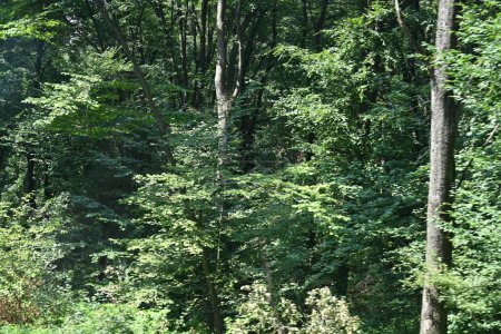 Téléchargez les photos : Vue rapprochée des arbres verts - en image libre de droit
