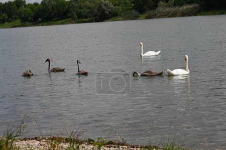 Téléchargez les photos : Cygnes avec poulet sur le lac - en image libre de droit