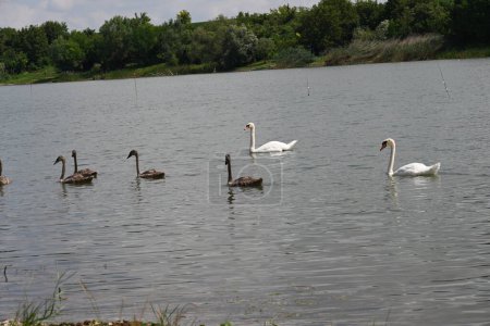 Téléchargez les photos : Cygnes avec poulet sur le lac - en image libre de droit