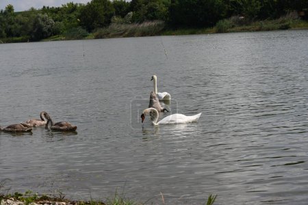 Téléchargez les photos : Cygne famille nager sur le lac par une journée ensoleillée - en image libre de droit