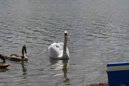 Foto de Cisnes con pollo nadando en el lago - Imagen libre de derechos