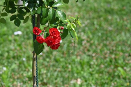 Téléchargez les photos : Roses rouges fleurs en croissance - en image libre de droit