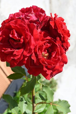Téléchargez les photos : Roses rouges poussant, gros plan - en image libre de droit