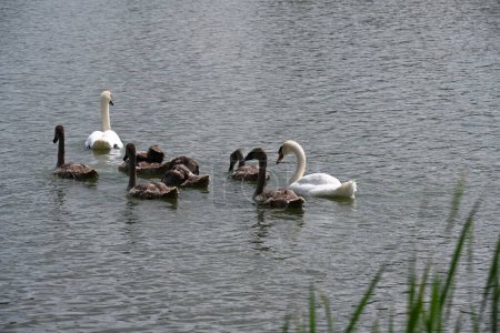 Téléchargez les photos : Cygne famille nager sur le lac par une journée ensoleillée - en image libre de droit