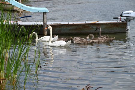 Foto de Cisnes nadando en el lago. - Imagen libre de derechos