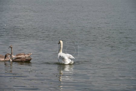 Foto de Familia del cisne nadando en el lago en un día soleado - Imagen libre de derechos