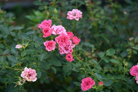 Téléchargez les photos : Roses vives poussant dans le parc - en image libre de droit