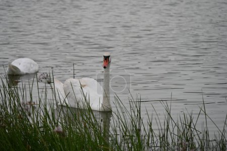 Foto de Cisnes en el lago - Imagen libre de derechos