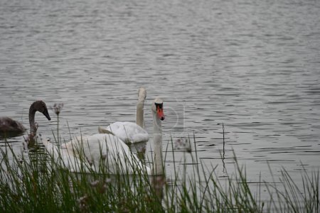 Foto de Cisnes con pollo nadando en el lago - Imagen libre de derechos