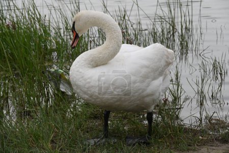 Photo for White swan  in a sunny day - Royalty Free Image