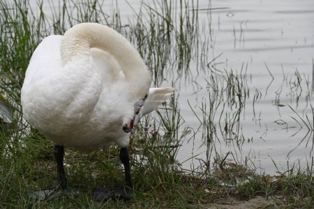 Photo for White swan cleaning feathers - Royalty Free Image