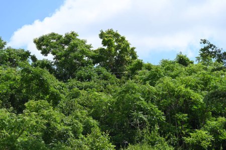 Téléchargez les photos : Arbres verts sur fond bleu ciel - en image libre de droit