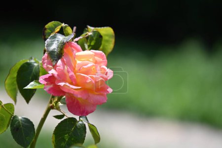 Téléchargez les photos : Belles fleurs roses roses poussant dans le jardin à la journée ensoleillée d'été - en image libre de droit