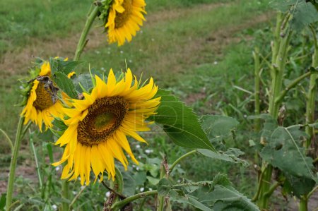 Photo for A closeup shot of a beautiful sunflowers growing in the field - Royalty Free Image