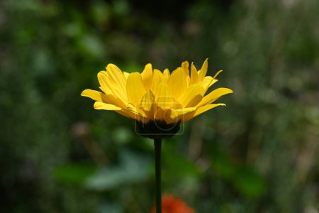 Téléchargez les photos : Gros plan de la fleur poussant dans le jardin - en image libre de droit