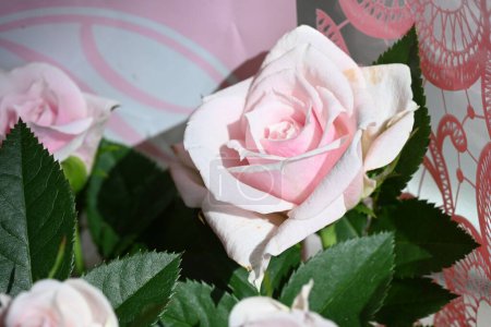 Foto de Hermosas rosas en el jardín - Imagen libre de derechos