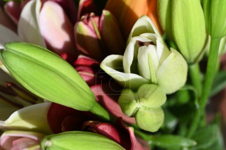 Foto de Hermosas flores de lirios, concepto de verano, vista cercana - Imagen libre de derechos