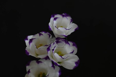 Téléchargez les photos : Belles fleurs sur fond sombre, concept d'été, vue rapprochée - en image libre de droit