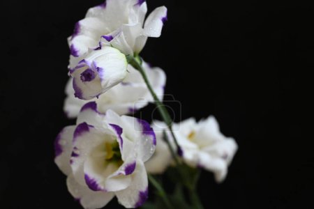 Téléchargez les photos : Belles fleurs sur fond sombre, concept d'été, vue rapprochée - en image libre de droit