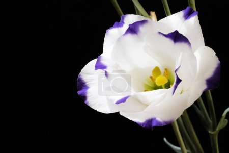 Foto de Flores de eustoma blanco y púrpura sobre fondo negro, vista de cerca - Imagen libre de derechos