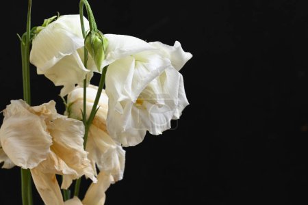 Téléchargez les photos : Fleurs fanées sur un fond noir - en image libre de droit