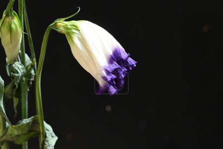 Téléchargez les photos : Fleurs eustomes blanches et violettes sur fond noir, vue rapprochée - en image libre de droit