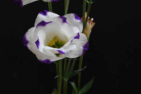 Téléchargez les photos : Fleurs eustomes blanches et violettes sur fond noir, vue rapprochée - en image libre de droit