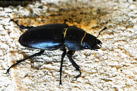 Foto de Escarabajo negro (canis lupus sp) sobre fondo de madera. - Imagen libre de derechos