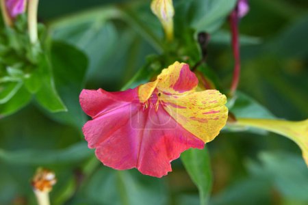 Foto de Primer plano de flor creciendo en el jardín - Imagen libre de derechos