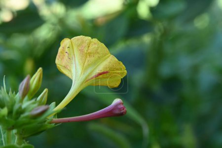 Foto de Primer plano de flor creciendo en el jardín - Imagen libre de derechos