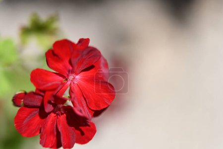 Foto de Primer plano de flores que crecen en el jardín - Imagen libre de derechos