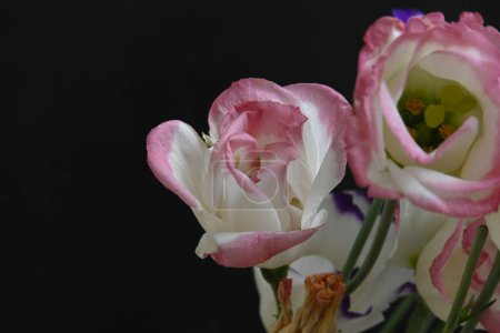 Téléchargez les photos : Fleurs d'eustome rose sur fond noir - en image libre de droit