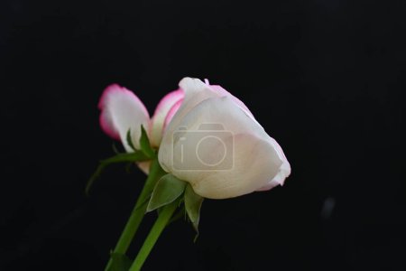 Téléchargez les photos : Belles roses blanches et roses sur fond sombre, concept d'été, vue rapprochée - en image libre de droit