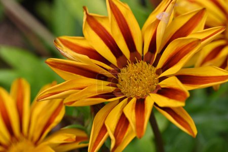 Téléchargez les photos : Gros plan de fleurs jaunes poussant dans le jardin - en image libre de droit