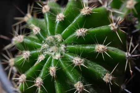 Photo for Cactus close up, macro photo - Royalty Free Image