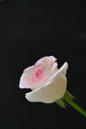 Foto de Hermosa rosa blanca y rosa sobre fondo oscuro, concepto de verano, vista cercana - Imagen libre de derechos