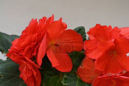 Foto de Flores rojas creciendo en el jardín - Imagen libre de derechos