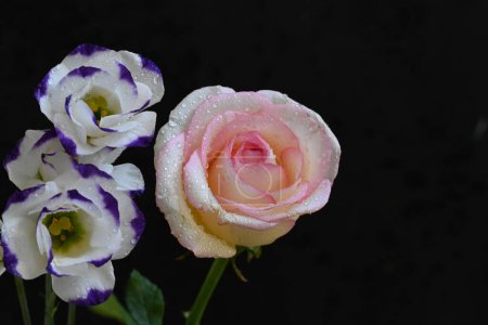 Foto de Rosa rosa con flores de eustoma sobre fondo negro - Imagen libre de derechos