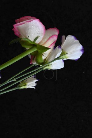 Téléchargez les photos : Rose rose avec des fleurs d'eustomie sur fond noir - en image libre de droit