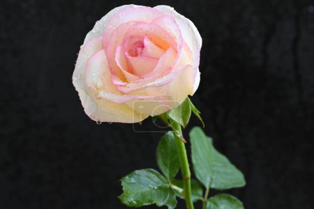 Téléchargez les photos : Belle rose blanche et rose sur fond sombre, concept d'été, vue rapprochée - en image libre de droit