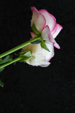 Foto de Hermosa rosa blanca y rosa sobre fondo oscuro, concepto de verano, vista cercana - Imagen libre de derechos